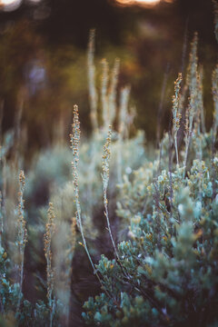 green and bright sage brush photographed with very shallow depth of field with blurred background and sun