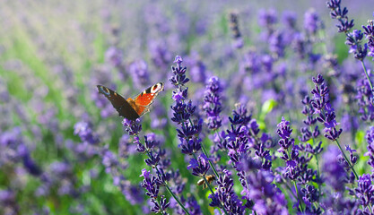 Butterfly Admiral (Vanessa atalanta) sitting on blooming field of lavender. Wonderful world of nature. Bright summer sunny day. Selective focus.