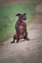 Portrait of a purebred black pit bull terrier on the field.