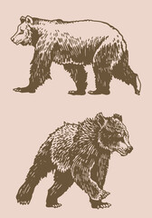 Naklejka na ściany i meble Graphical vintage set of bears ,sepia background, vector elements of grizzly bear 