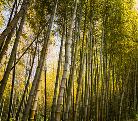 Fototapeta na wymiar Bamboo 