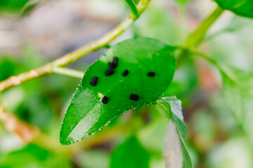 Worm feces on the leaves of a green plant.