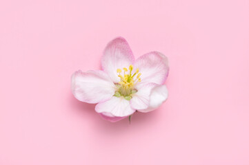 Spring background. Beautiful delicate fresh spring flowers and buds of apple tree on pink background flat lay top view. Springtime nature concept. Bloom, inflorescence, flowering