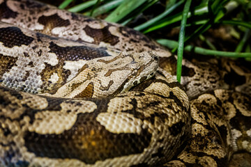 Python snake coiled up and resting