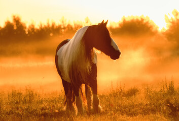 Tinker mare running in the sunrise in the summer field free.