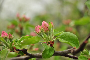 Savvino-Storozhevsky Monastery is an Orthodox monastery of the Moscow diocese. Founded at the end of the 14th century, it is located on Storozhi Mountain at the confluence of the Storozhka River with 