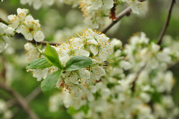 Savvino-Storozhevsky Monastery is an Orthodox monastery of the Moscow diocese. Founded at the end of the 14th century, it is located on Storozhi Mountain at the confluence of the Storozhka River with 