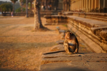 Cute Monkey in the living nature. Cambodia, Angkor Wat