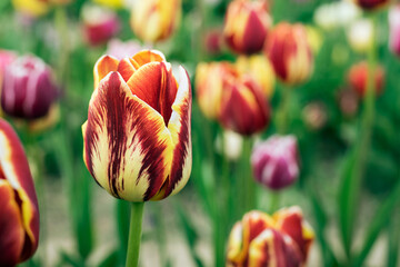 Red-yellow tulip close-up among bright and mottled tulips. Colorful spring map. Flower background....