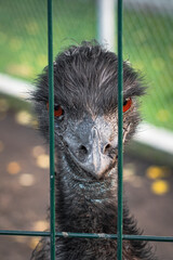 Emu zakrętami - obrazy, fototapety, plakaty