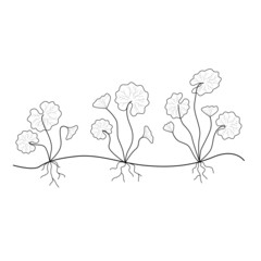 Gotu cola or centella asiatica leaves and roots.  Medicinal and cosmetic plant. Asiatic pennywort cosmetics line illustration isolated on white background .