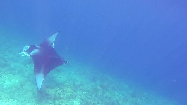 Manta swim over coral reef in blue ocean - Indian Ocean, Maldives, Ukulhas. High quality FullHD footage.