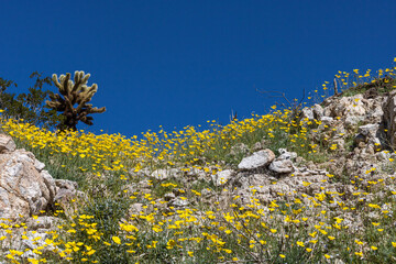 Southwest desert hillside landscape with desert wildflowers, yellow gold poppies, in springtime, camping, hiking and adventure in spring in american desert