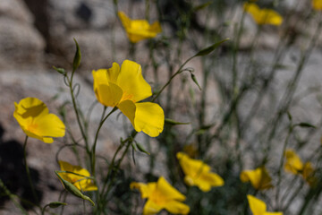 Yellow gold wildflower, California poppy close up