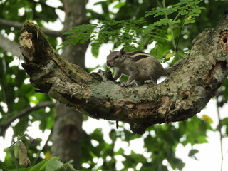 squirrel on tree