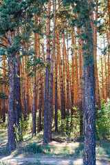 Fototapeta premium pine trees in forest in sunny day