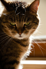 Selective focus face of striped brown cat. Tabby cat with green eyes sitting in the apartment. Concept of pets.
