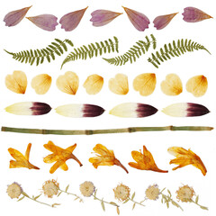 Dried leaves, petals and flowers on a white background. Herbarium from isolated elements. Рattern