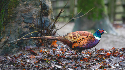 Pheasant in the woods