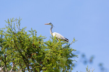 Gray heron stands on a tree branch