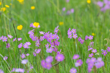 Blooming meadow primrose on a background of green grass