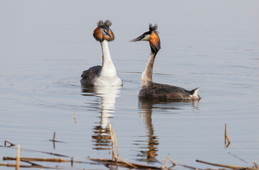 Two grebes are floating on the lake
