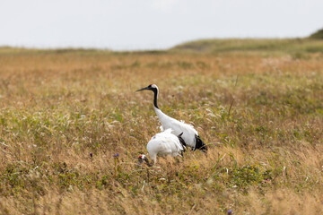 Two red-crowned crane. Kunashir Island. South Kuriles