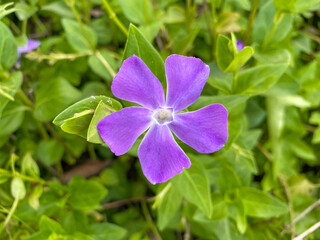 Close up delicate flax purple flowers in a garden during spring season