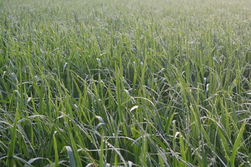 green wheat field