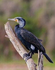 Obraz premium Great cormorant sitting in the sun after hunting