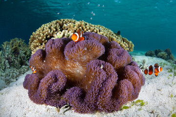 False clownfish, Amphiprion ocellaris, swim around their host anemone on a shallow seafloor in...