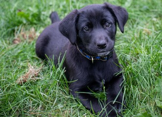 black puppy on green grass