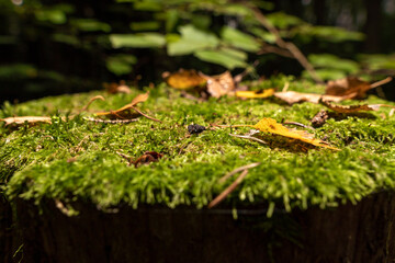 Cut down a tree in the forest, a stump covered with green moss. Close-up.