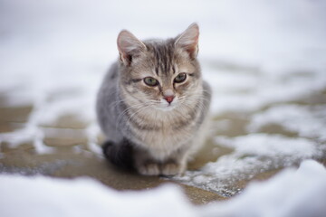 Young turtle grey kitten sits on a snowy pavement