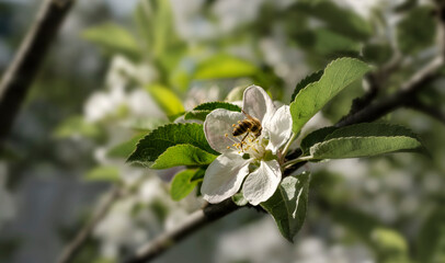 Honey bee on a young blooming apple tree flower