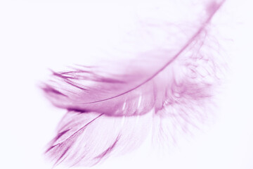 Purple bird feather on the mirror table. Art card