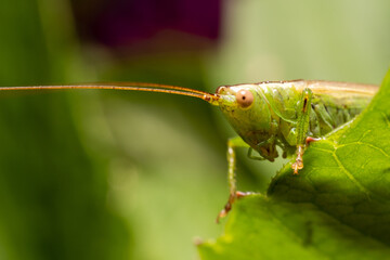 Green locusts close-up, sitting on a piece of paper