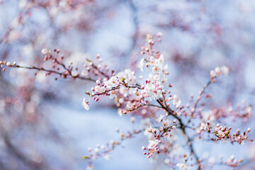 Flowering tree branches in spring