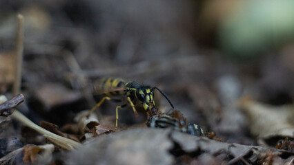 macro bee eating ants