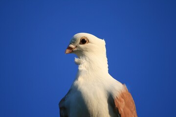 Brown Old German Owl, a fancy pigeon and pet bird	