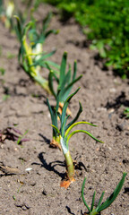 Sprouted onions in the ground under the open sky