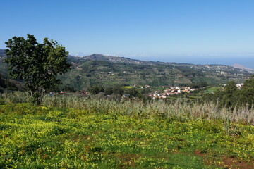 Fototapeta na wymiar Blühende Wiese mit Sauerklee auf Gran Canaria mit Aussicht