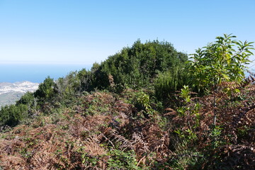 Fototapeta na wymiar Pico de Osorio mit Lorbeerwald auf Gran Canaria