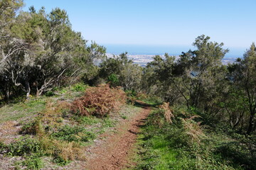 Fototapeta na wymiar Wanderweg auf dem Pico de Osorio auf Gran Canaria
