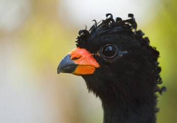 Wattled curassow closeup. Stange curly black bird with the red beak. (Crax globulosa.)