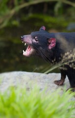 Young tasmanian devil defends his position. Noisy animal also called the "Beelzebub's pup". Sarcophilus harrisii. Aborigin purinina or tardiba. 