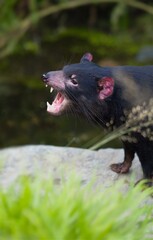 Young tasmanian devil defends his position. Noisy animal also called the 