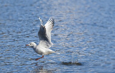 Flying black-headed gull on the Vltava river. Witer plumage. Chroicocephalus ridibundus
