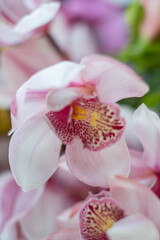 Fototapeta na wymiar Orquidia cor-de-rosa vista de perto
