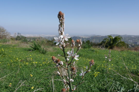 Affodill auf Gran Canaria